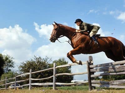cavallo che salta ostacolo